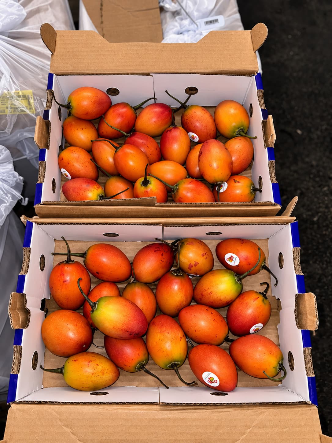 Two open boxes of fruit in blue trays, packed in rows